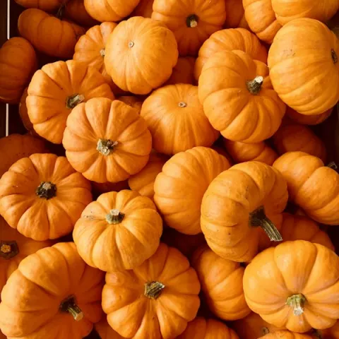 Fotografía de calabaza