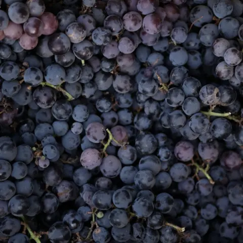 Fotografía de uvas